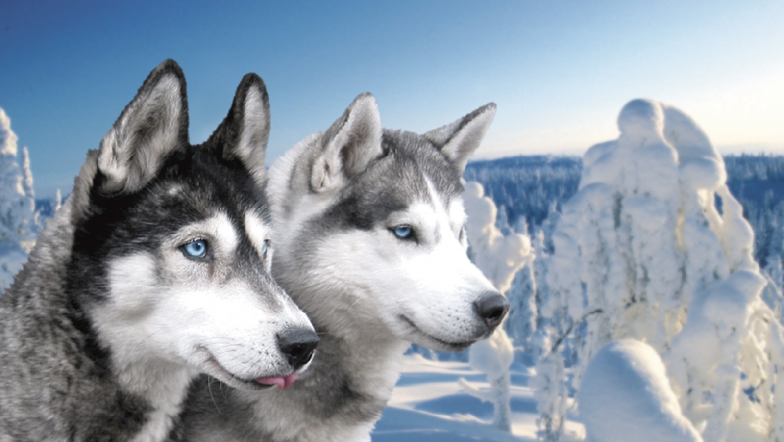 husky_p13_2_1347628743