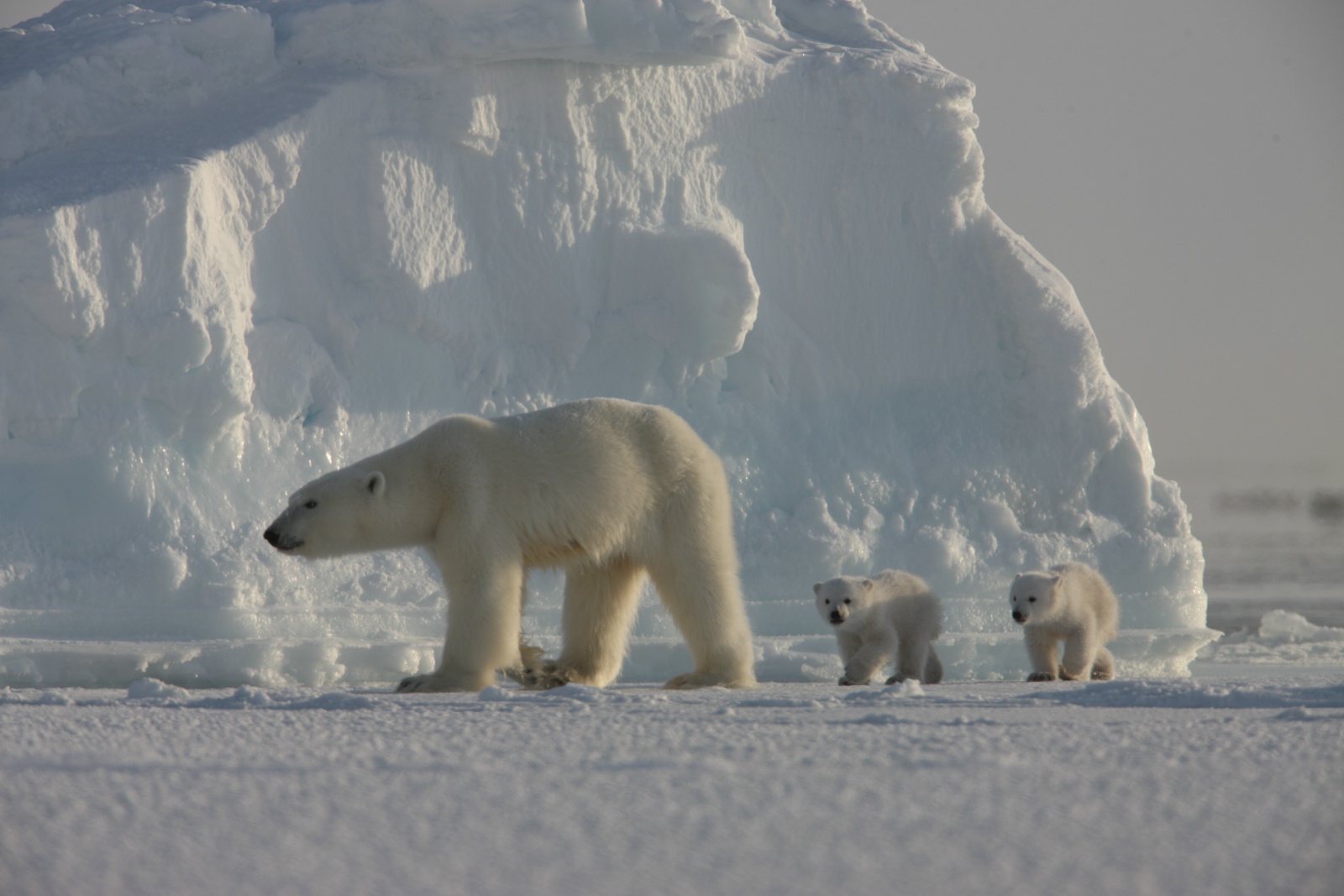 Polarbearfamily