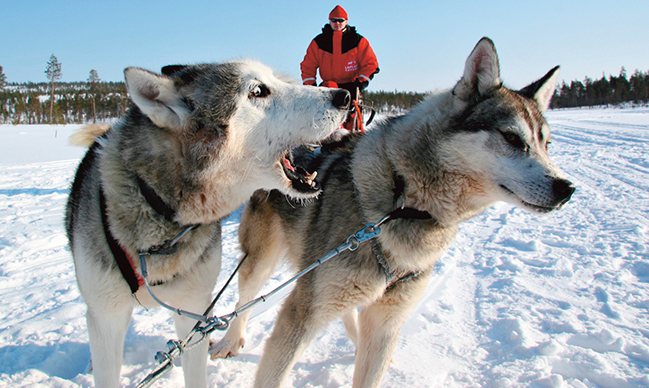 Husky, golapland