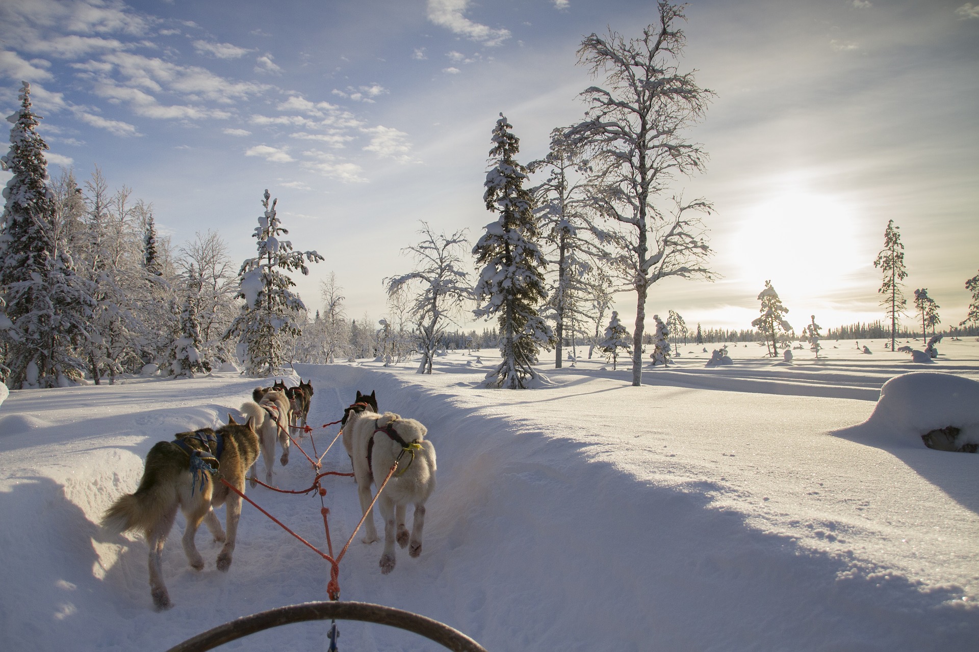 huskytocht golapland